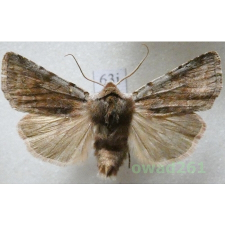 Cerastis rubricosa (Denis & Schiffermüller, 1775) Czech63i